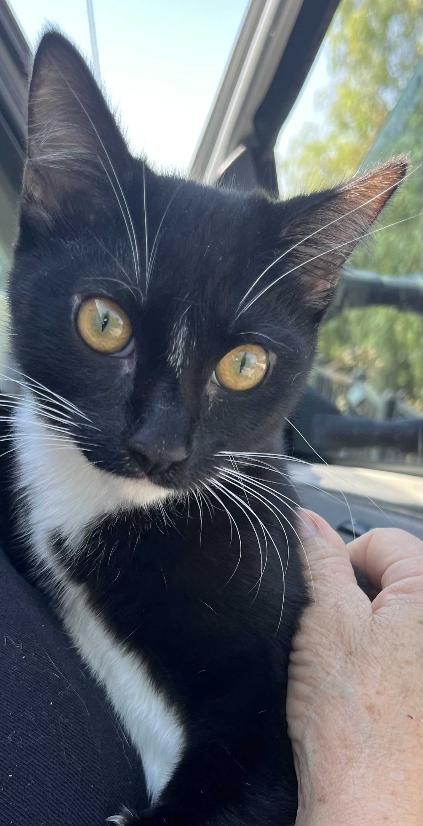 BROTHERS, a Adoptable mixed breed in El Cajon, CA image 1/6