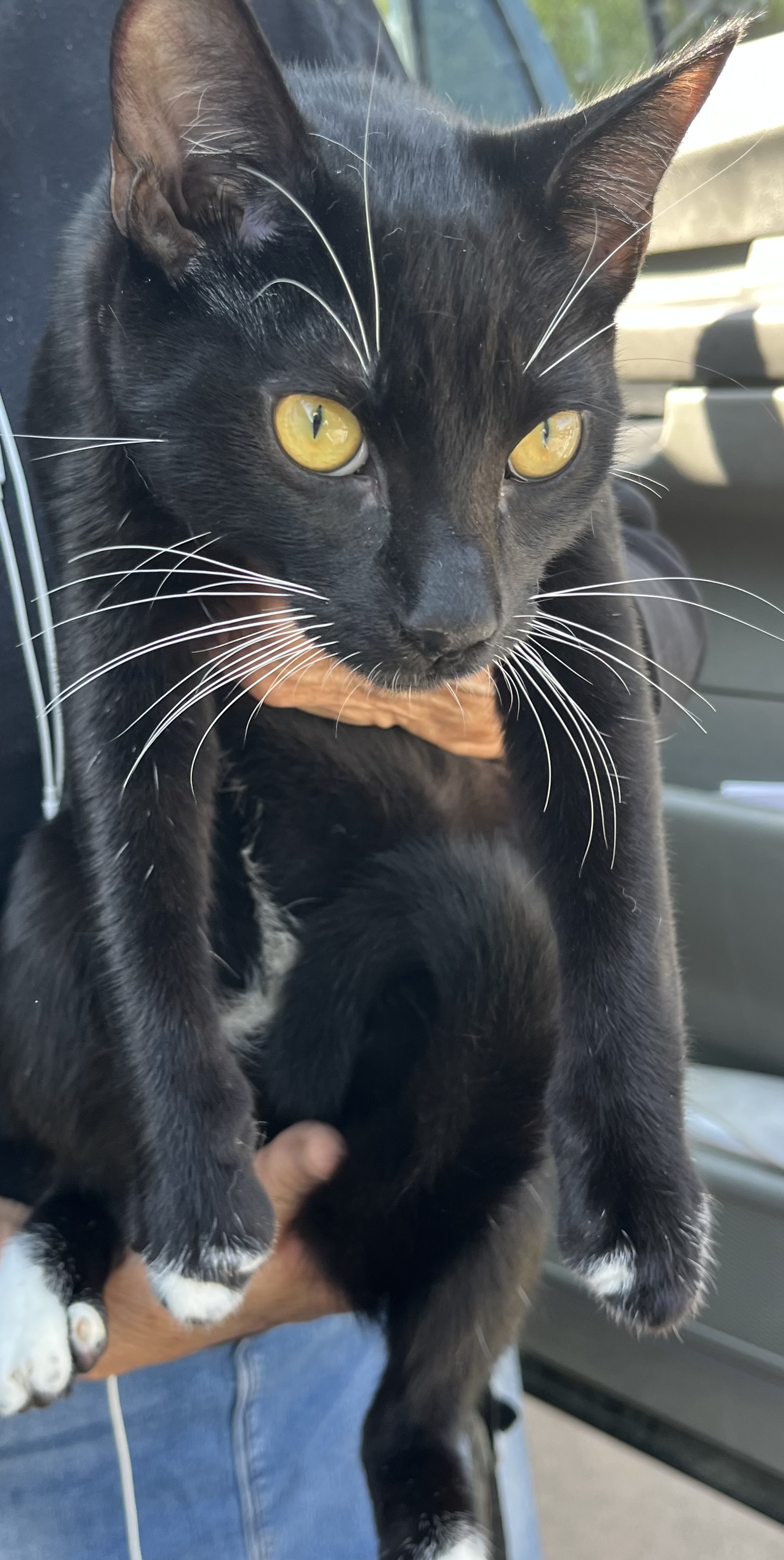 BROTHERS, a Adoptable mixed breed in El Cajon, CA image 2/6