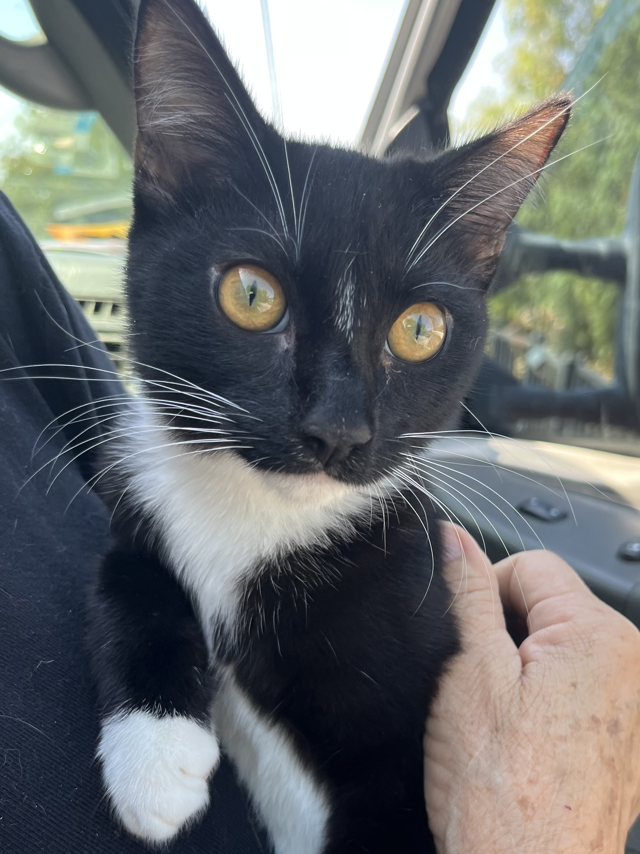 BROTHERS, a Adoptable mixed breed in El Cajon, CA image 3/6