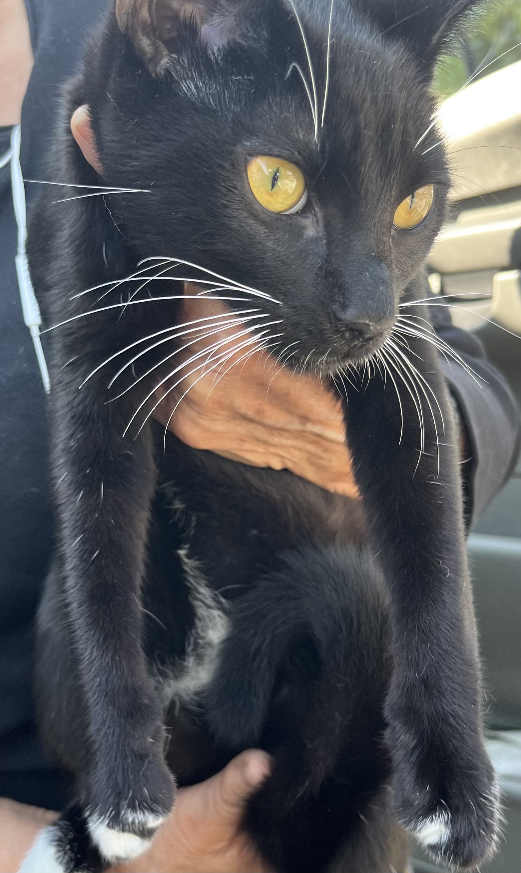 BROTHERS, a Adoptable mixed breed in El Cajon, CA image 4/6