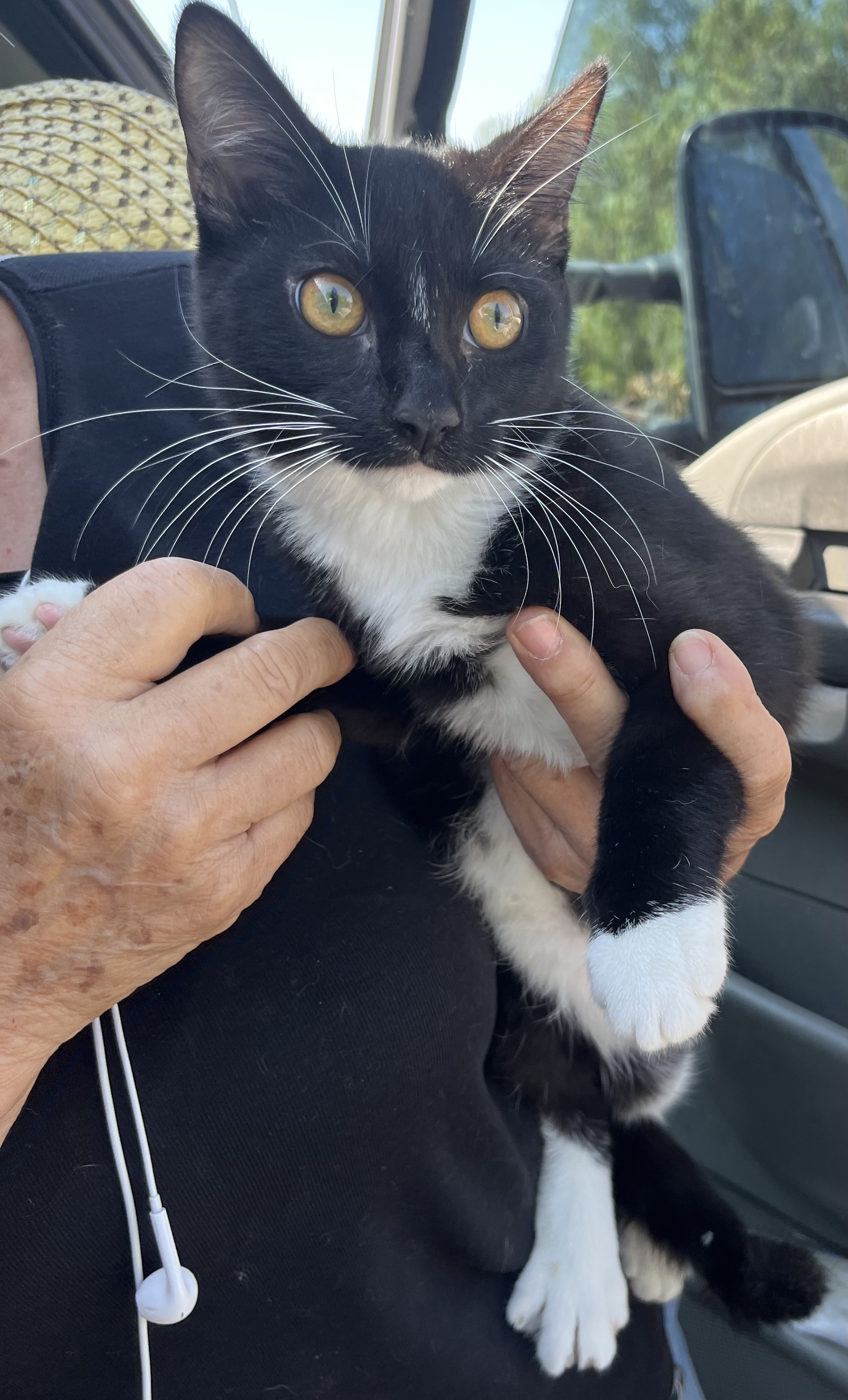 BROTHERS, a Adoptable mixed breed in El Cajon, CA image 5/6