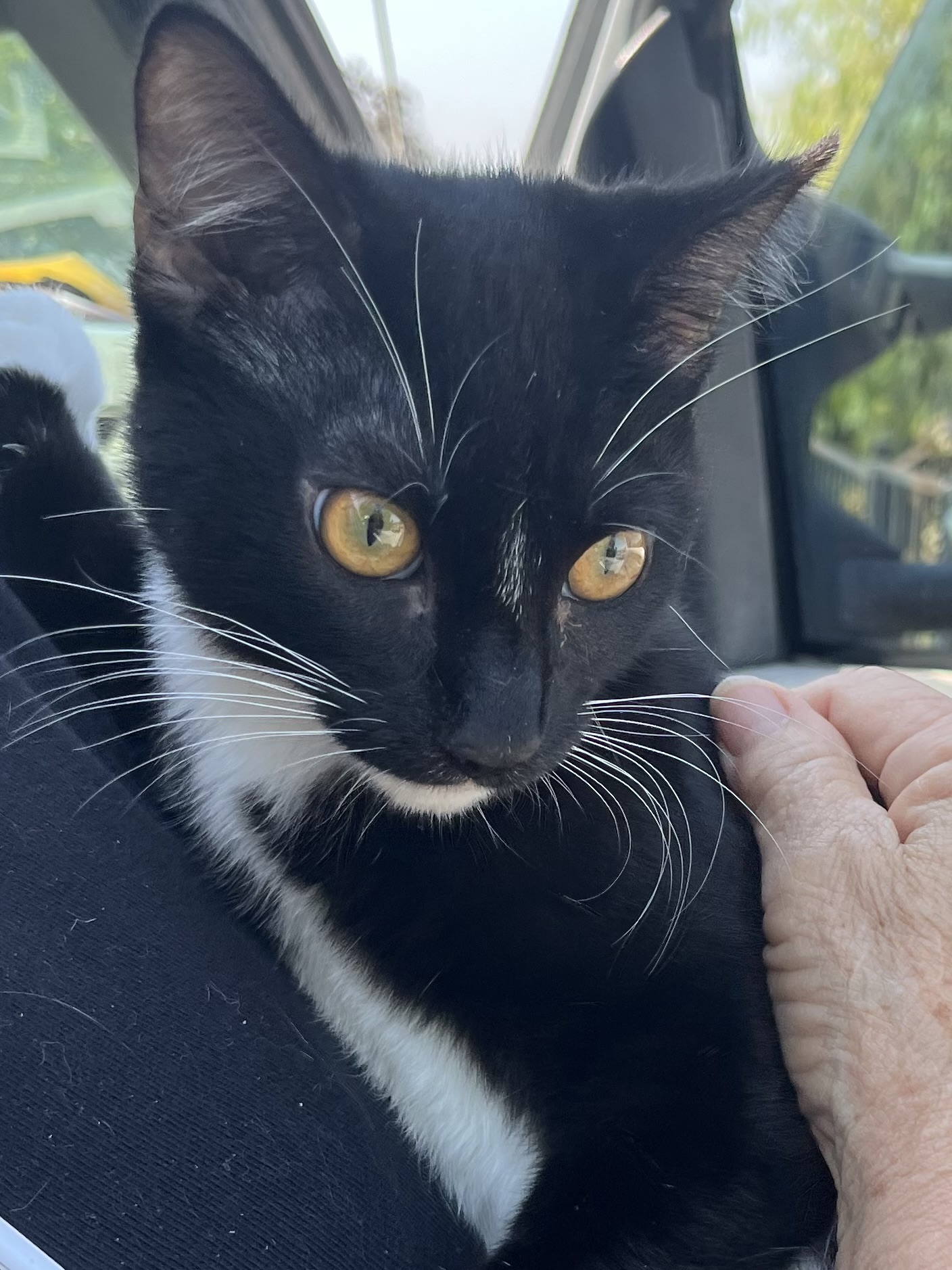 BROTHERS, a Adoptable mixed breed in El Cajon, CA image 6/6
