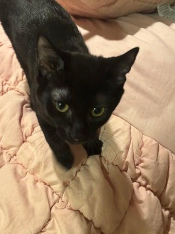 Lex, Adoptable, Young Female Domestic Short Hair.