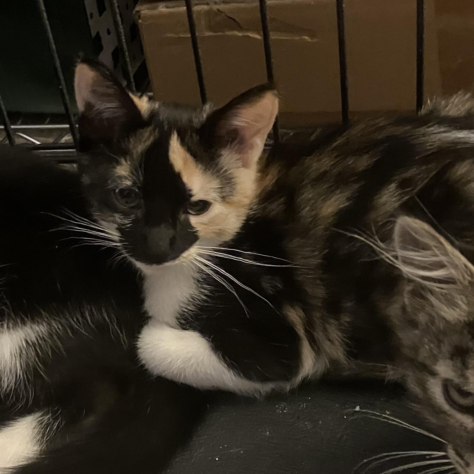 Venus, adopted, Kitten Female Calico.