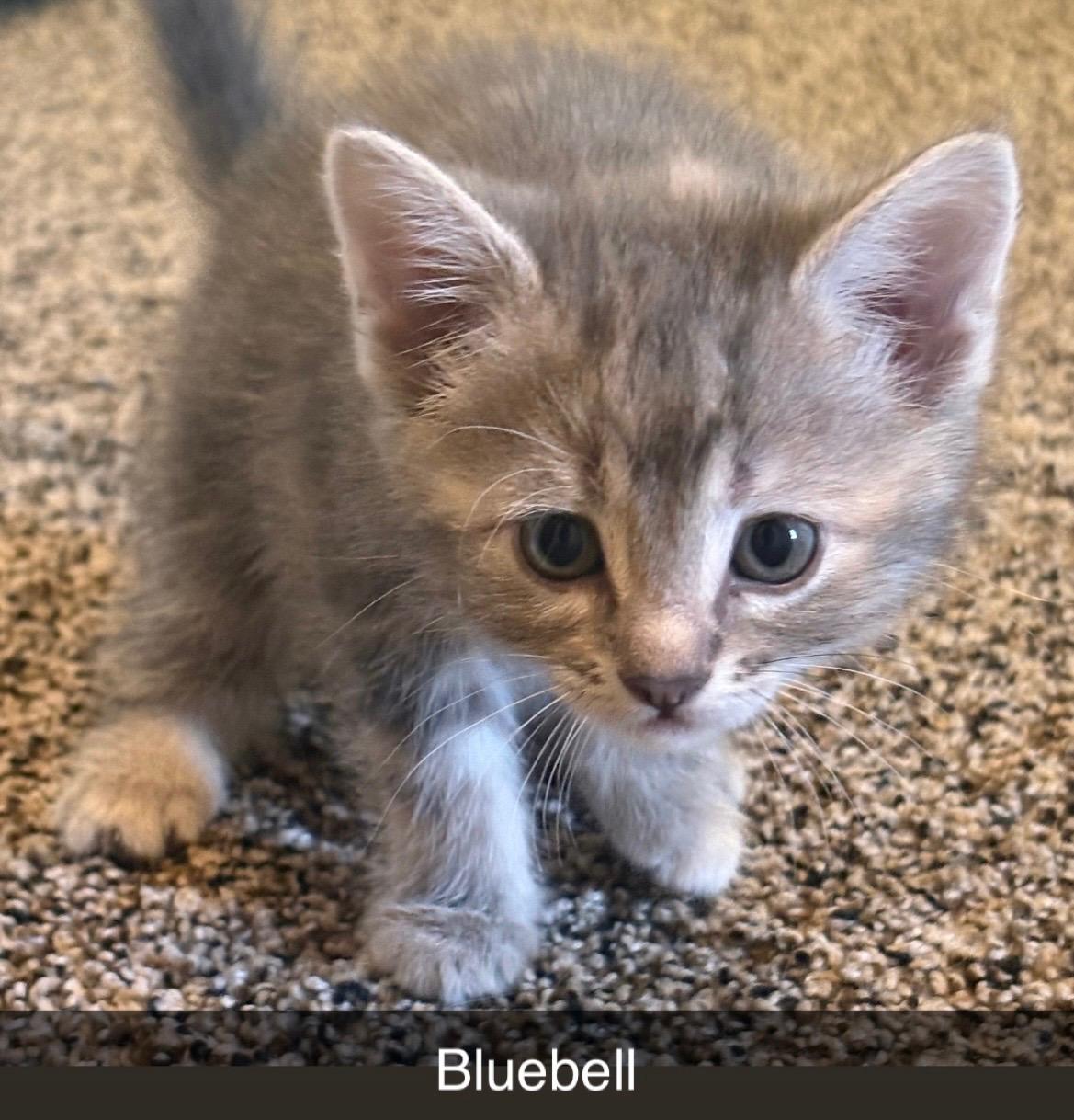 Bluebell, Baby Female unknown