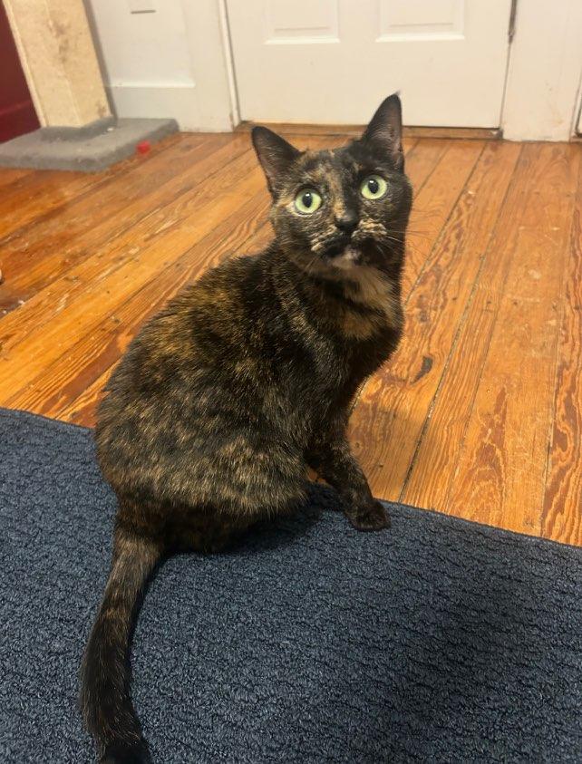 Maeve, ADOPTABLE, Adult Female Calico.