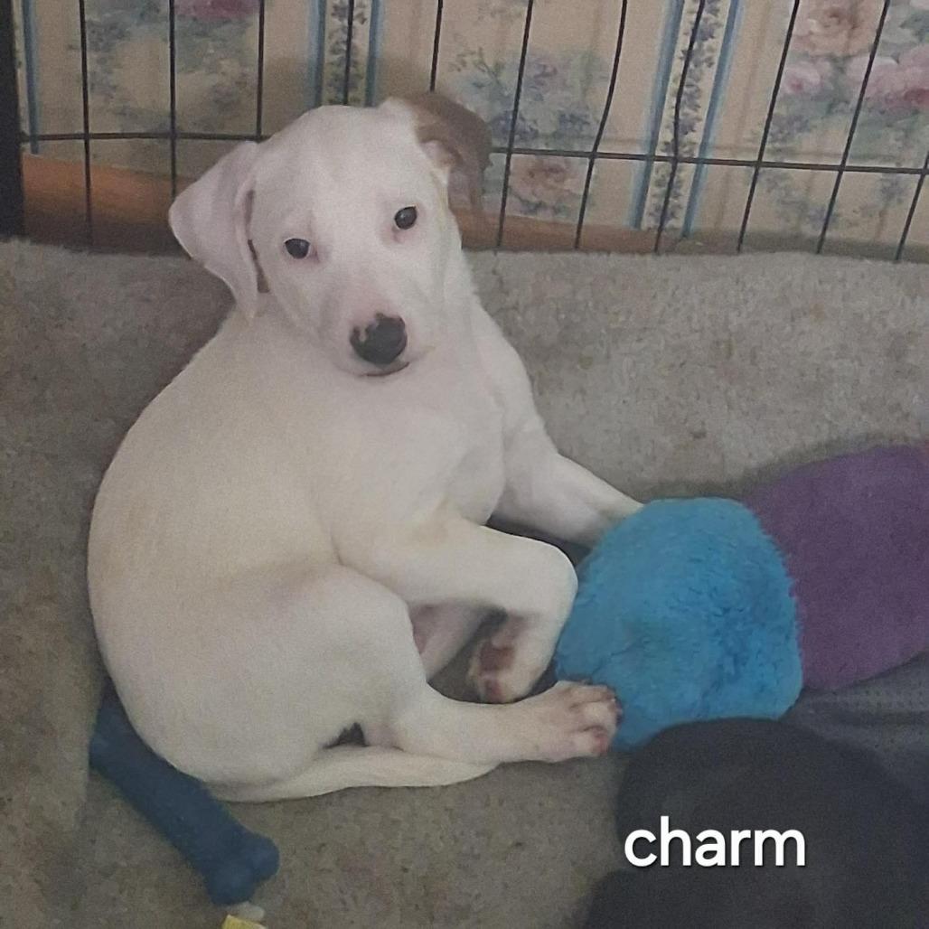 Charm, Adoptable, Puppy Male Mixed Breed.
