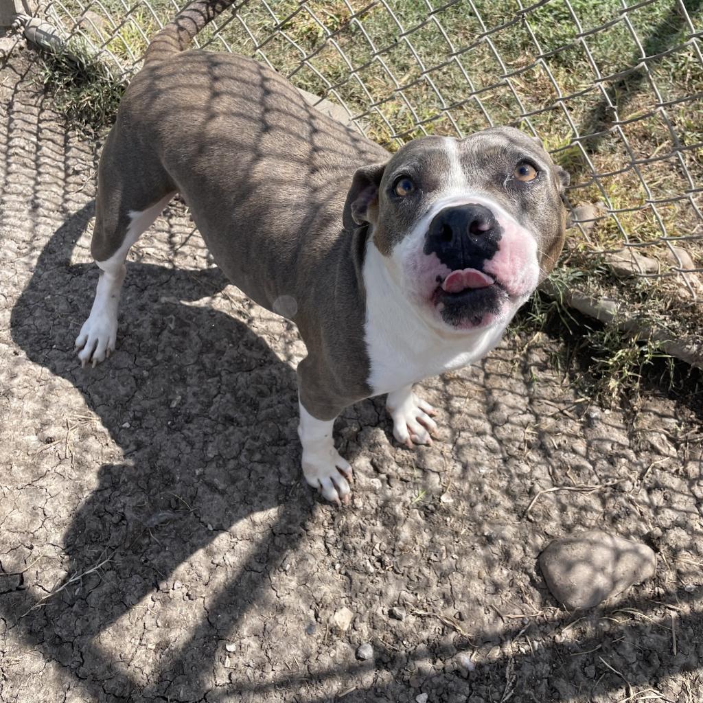 Ellie, Adoptable, Adult Female Pit Bull Terrier.