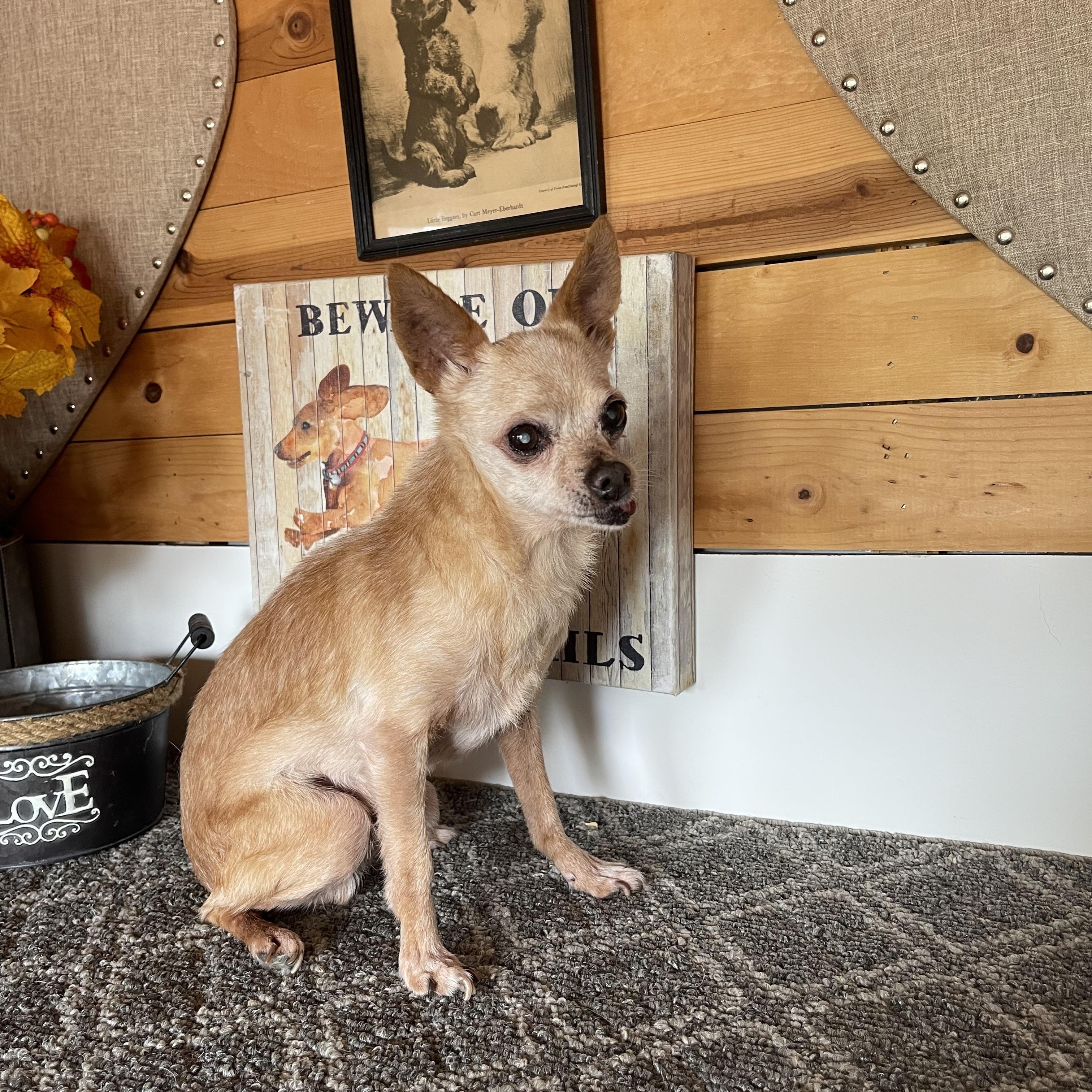 Enlarge Sheldon, a Adoptable Chihuahua in Vacaville, CA image 1/4