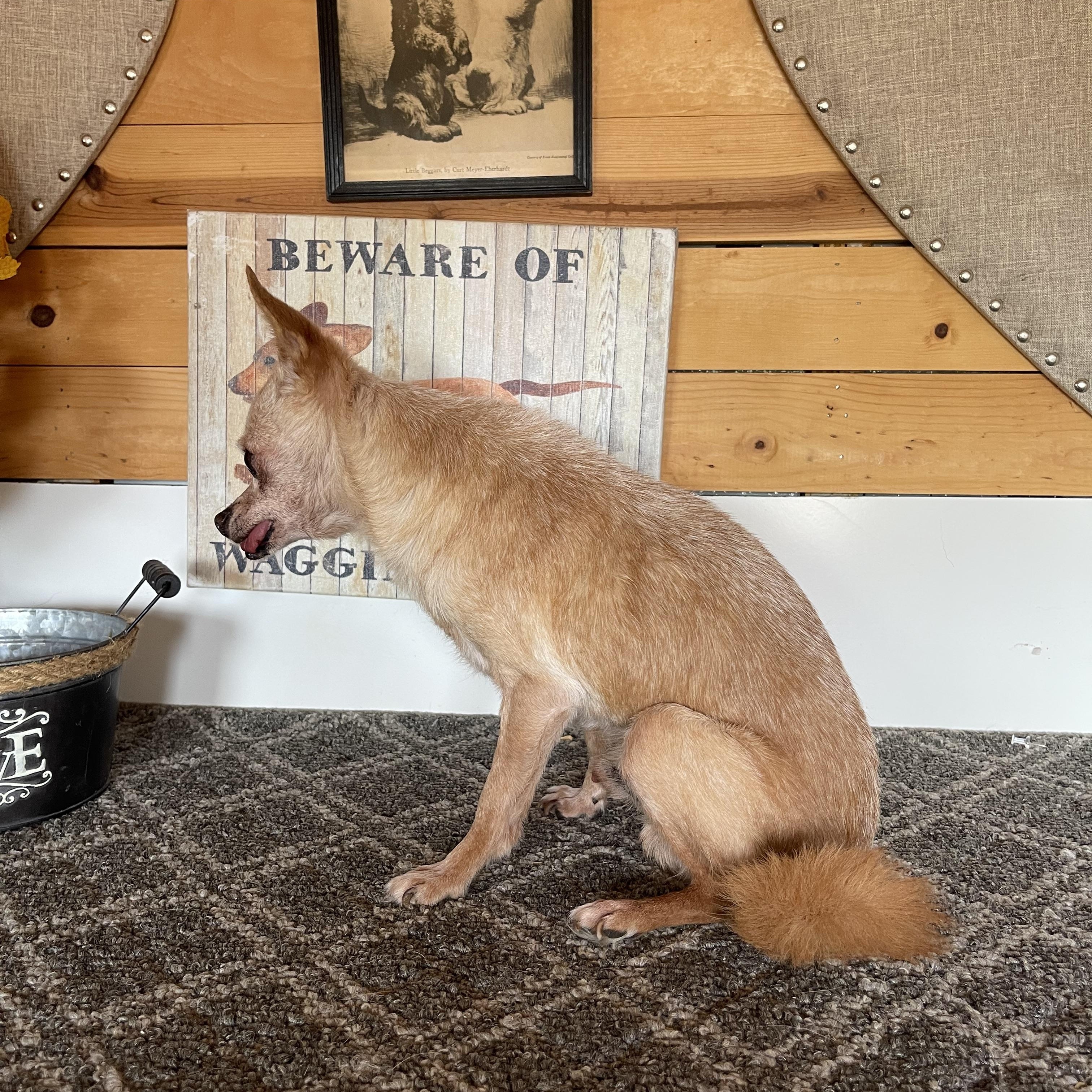 Enlarge Sheldon, a Adoptable Chihuahua in Vacaville, CA image 3/4