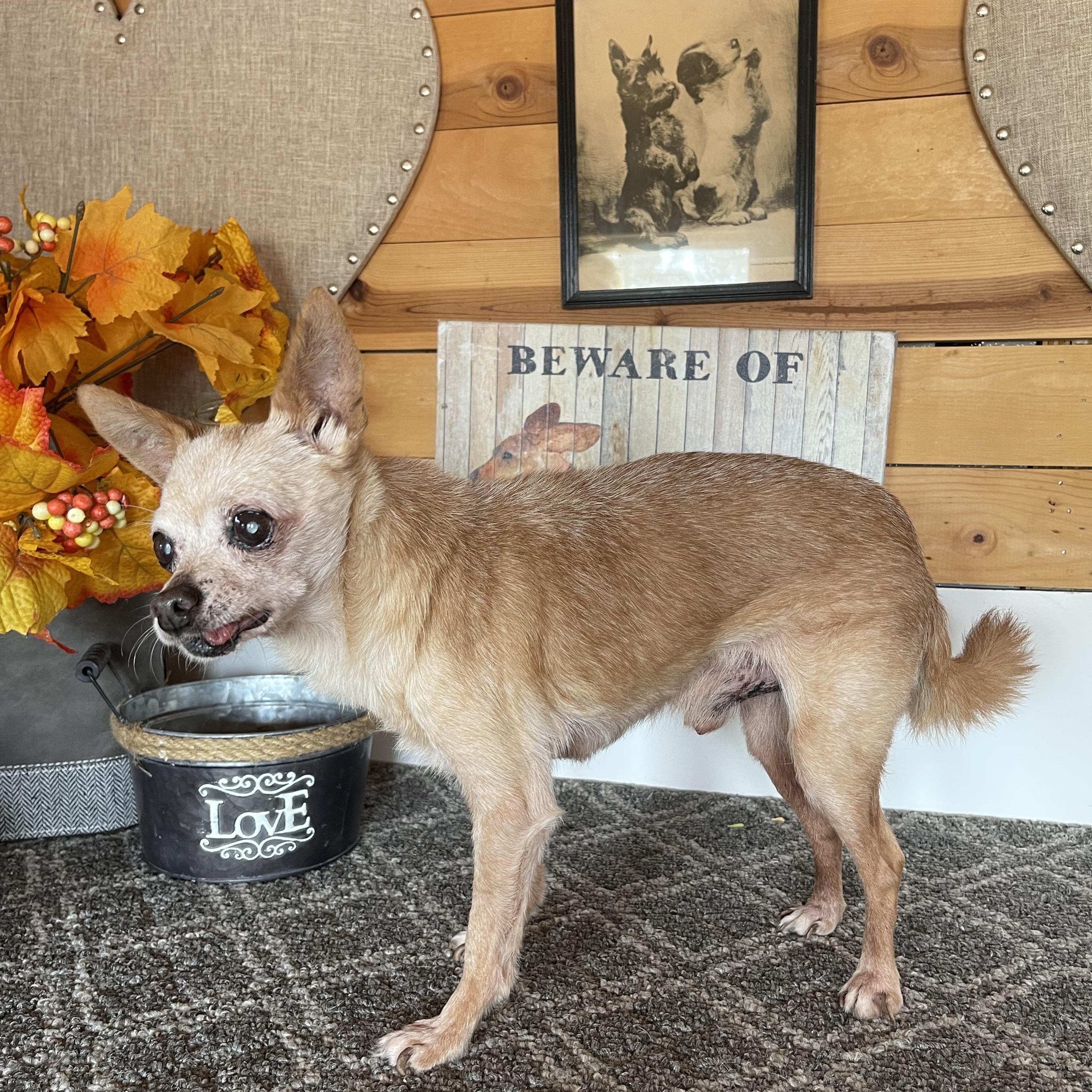Enlarge Sheldon, a Adoptable Chihuahua in Vacaville, CA image 4/4