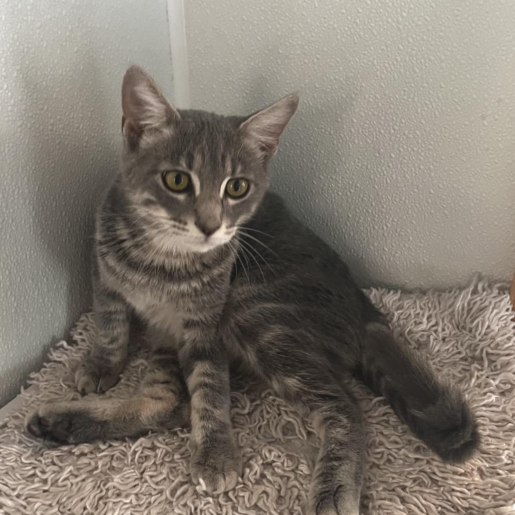 Enlarge Potato, a Adoptable Domestic Short Hair in Brighton, MO image 1/4