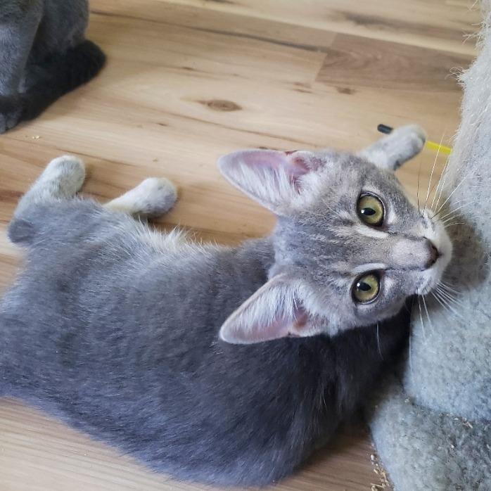 Enlarge Potato, a Adoptable Domestic Short Hair in Brighton, MO image 2/4