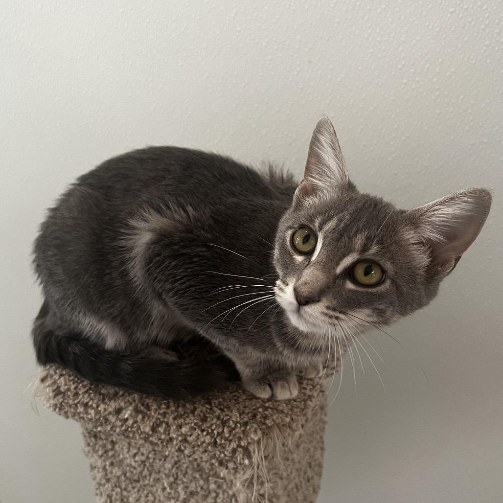 Enlarge Potato, a Adoptable Domestic Short Hair in Brighton, MO image 3/4