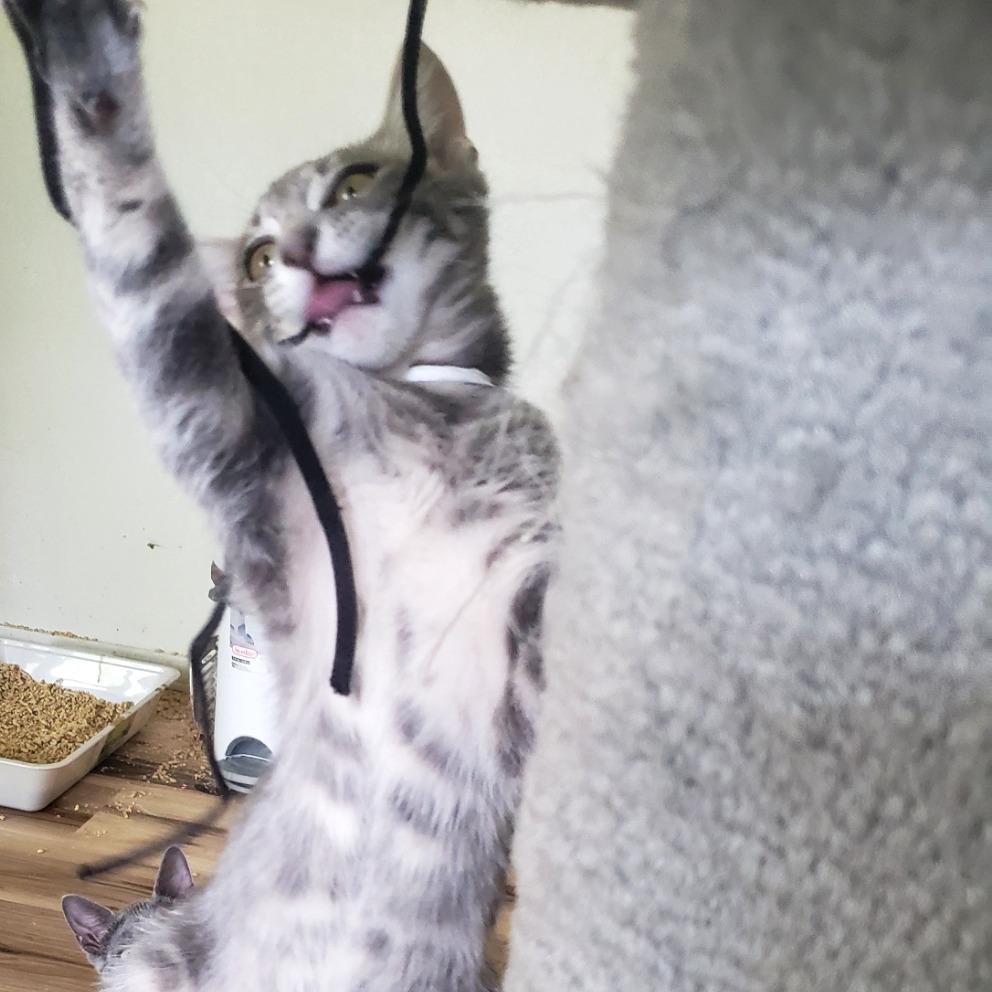 Enlarge Potato, a Adoptable Domestic Short Hair in Brighton, MO image 4/4
