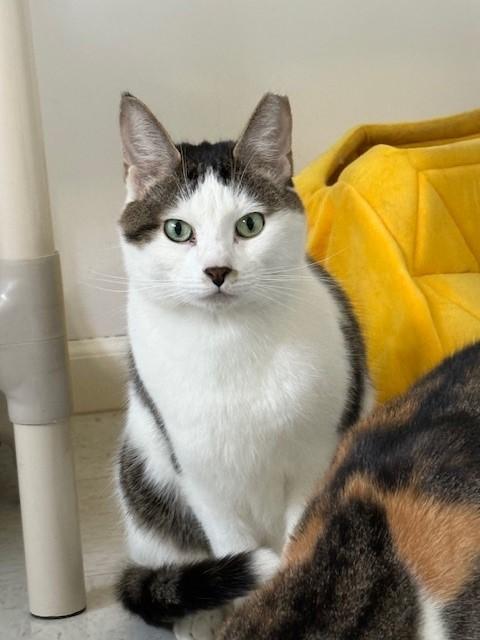 Enlarge Timmy, a Adoptable Domestic Short Hair in Grosse Ile, MI image 1/4