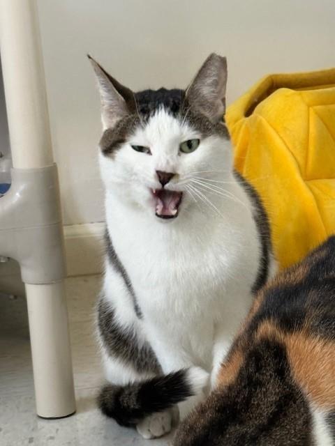 Enlarge Timmy, a Adoptable Domestic Short Hair in Grosse Ile, MI image 2/4