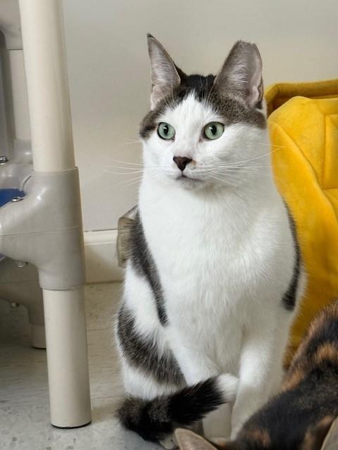 Enlarge Timmy, a Adoptable Domestic Short Hair in Grosse Ile, MI image 3/4