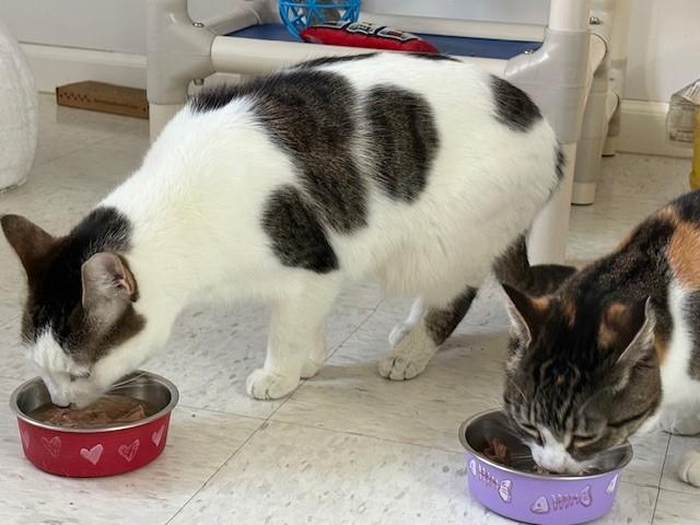 Enlarge Timmy, a Adoptable Domestic Short Hair in Grosse Ile, MI image 4/4