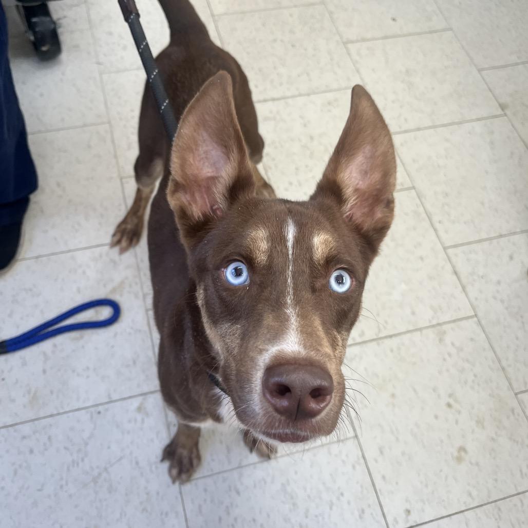 Enlarge Bucky *AVAILABLE IN FOSTER*, a Adoptable Mixed Breed in Columbiana, AL image 1/1