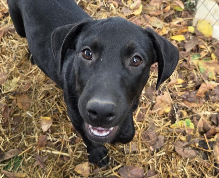 Enlarge Sunny Success, a Adoptable mixed breed in Woburn, MA image 1/5