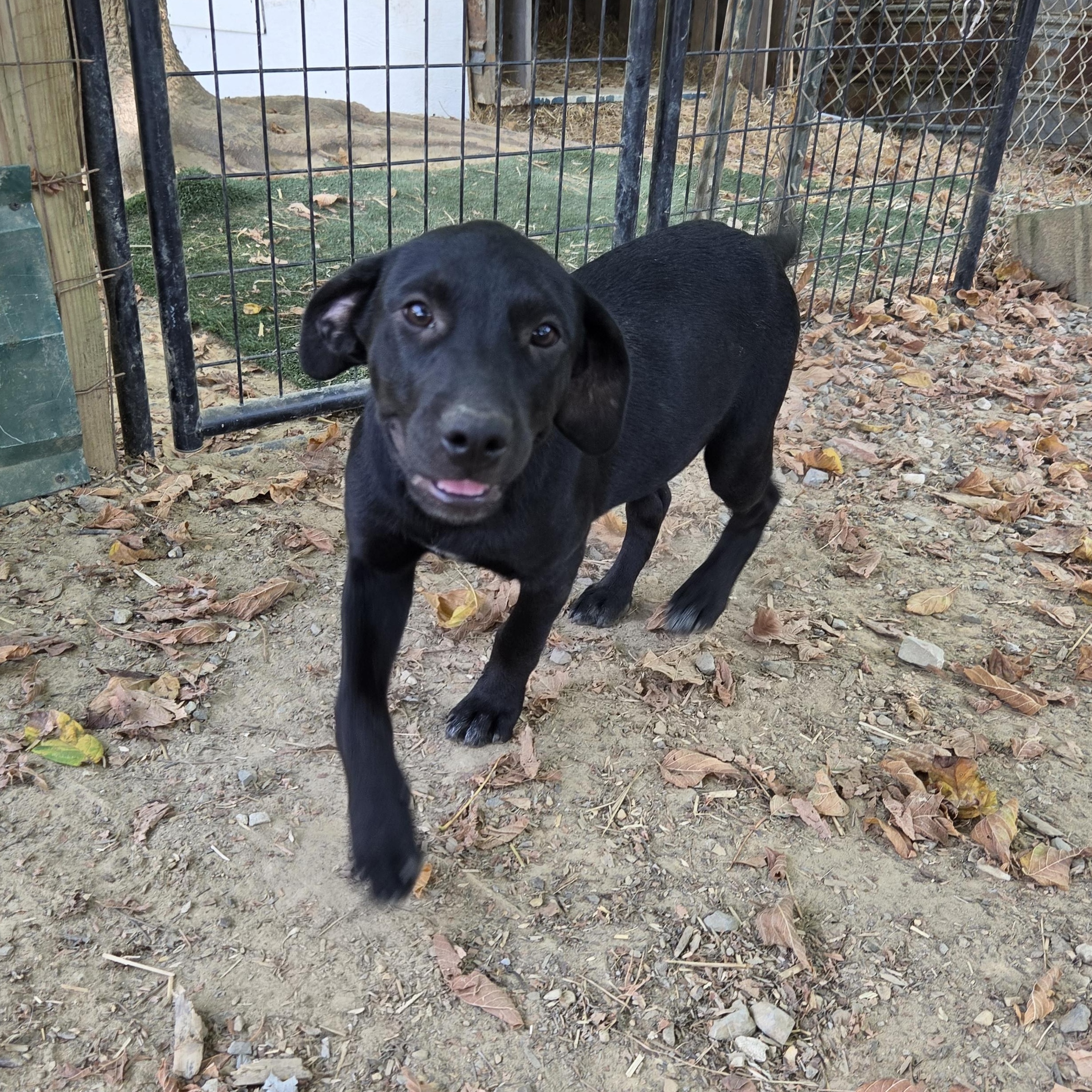 Enlarge Sunny Success, a Adoptable mixed breed in Woburn, MA image 2/5