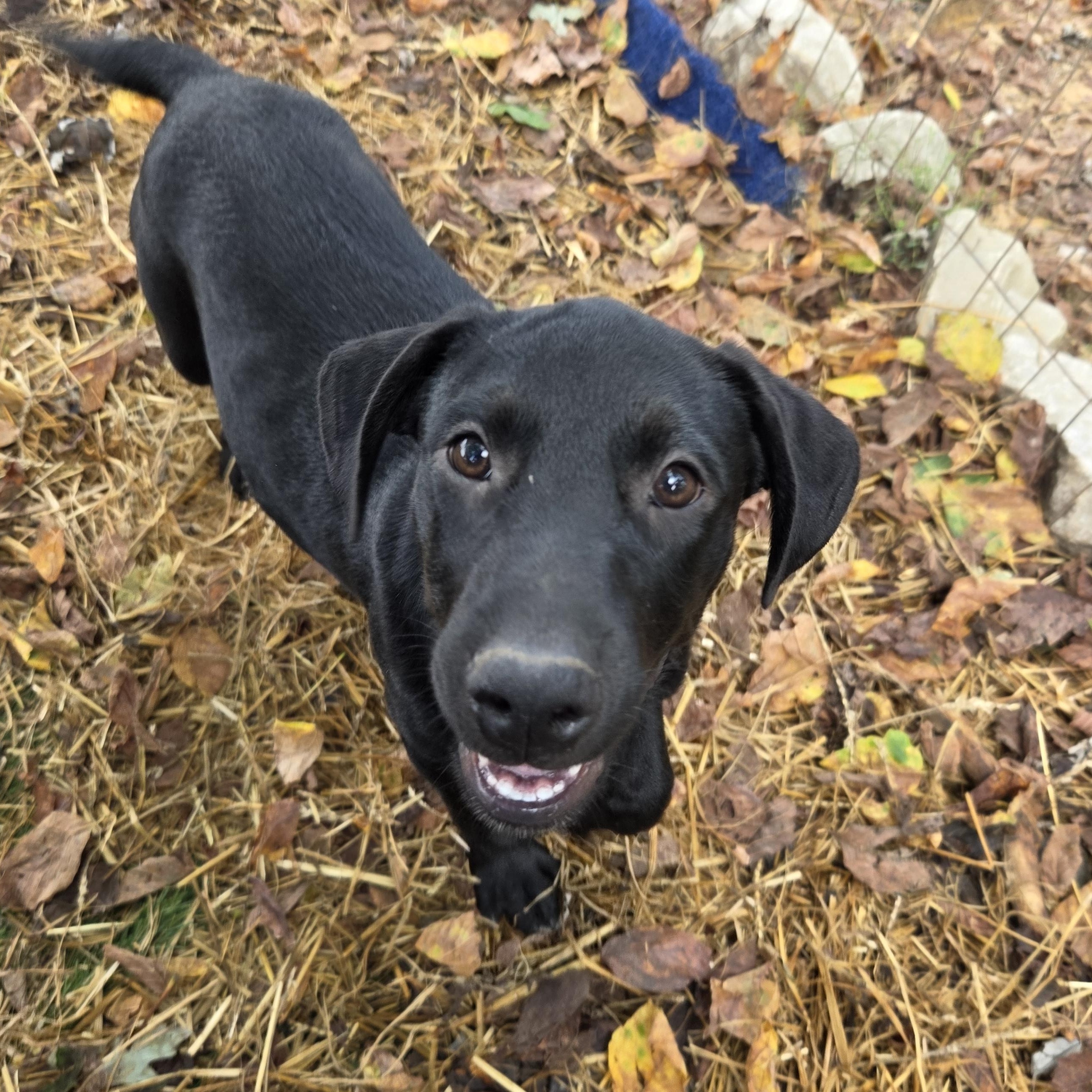 Enlarge Sunny Success, a Adoptable mixed breed in Woburn, MA image 4/5