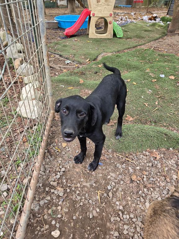 Enlarge Sunny Success, a Adoptable mixed breed in Woburn, MA image 5/5