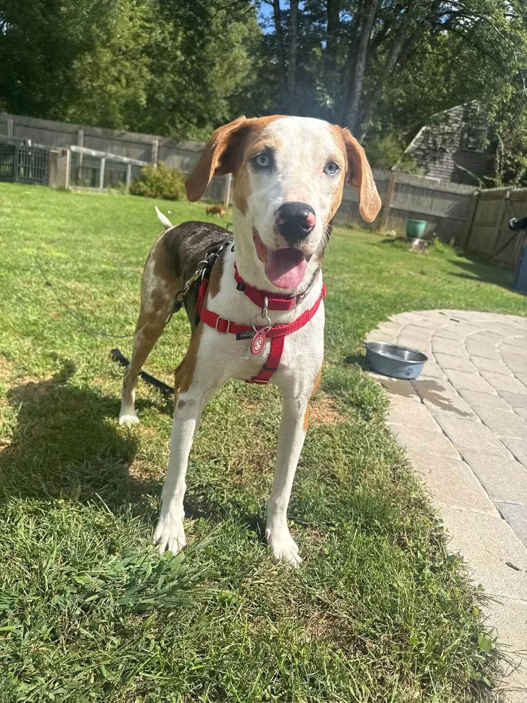 Hailey *LOCAL*, Adoptable, Young Female Australian Shepherd & Hound.