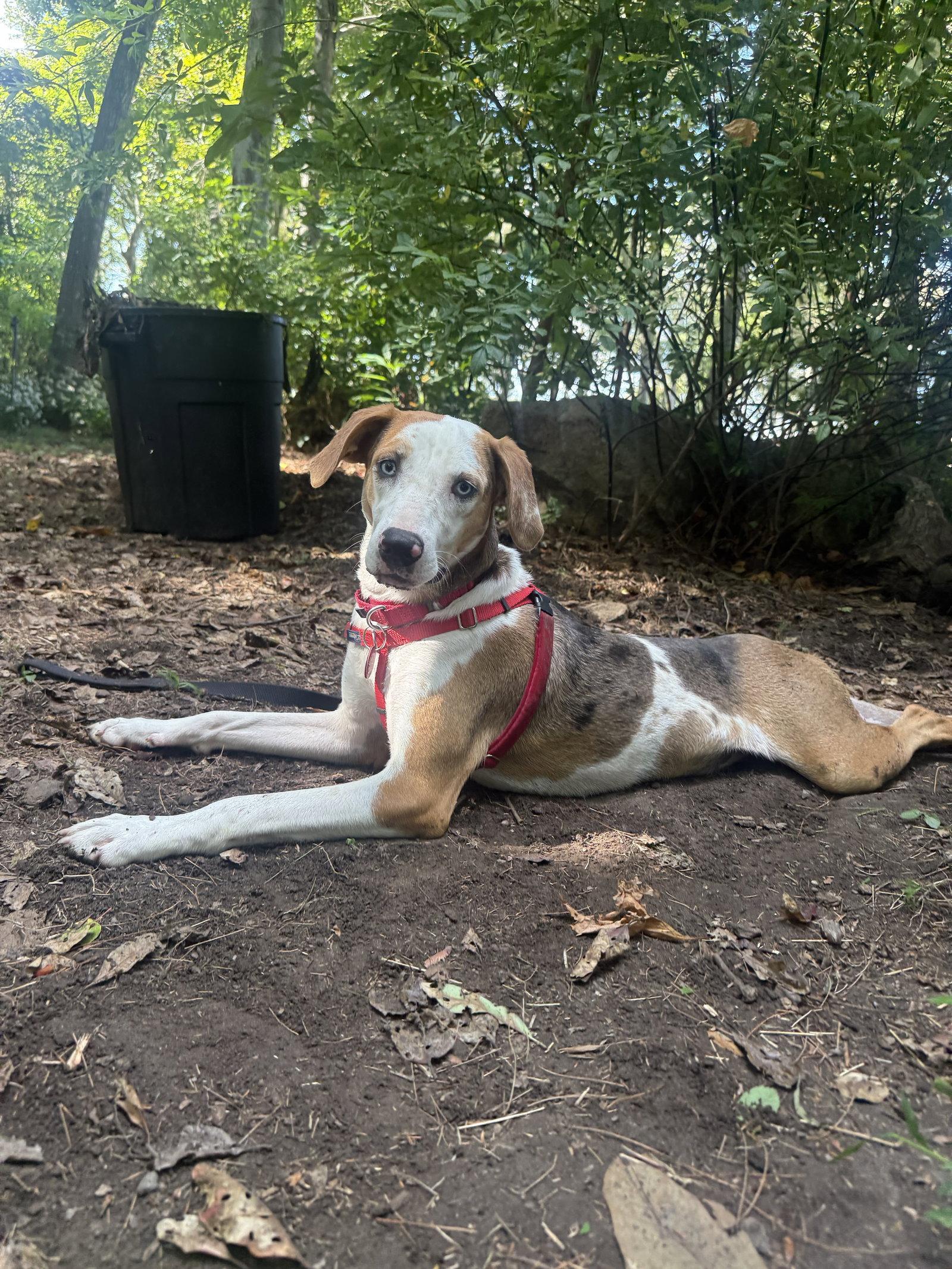 Enlarge Hailey *LOCAL*, a Adoptable mixed breed in Wakefield, RI image 2/3