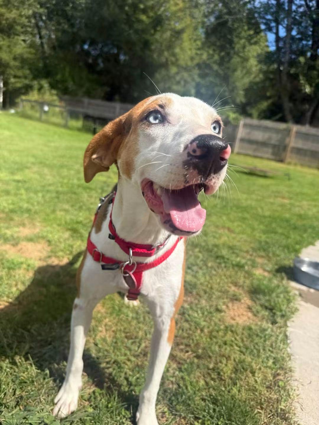 Enlarge Hailey *LOCAL*, a Adoptable mixed breed in Wakefield, RI image 3/3