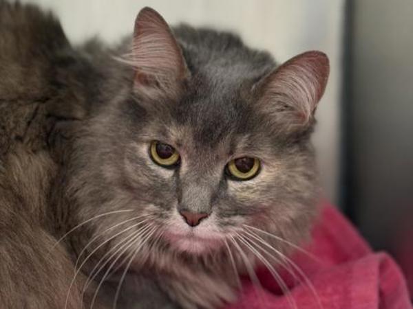 Enlarge Shadow, a Adoptable mixed breed in Portland, OR image 1/1