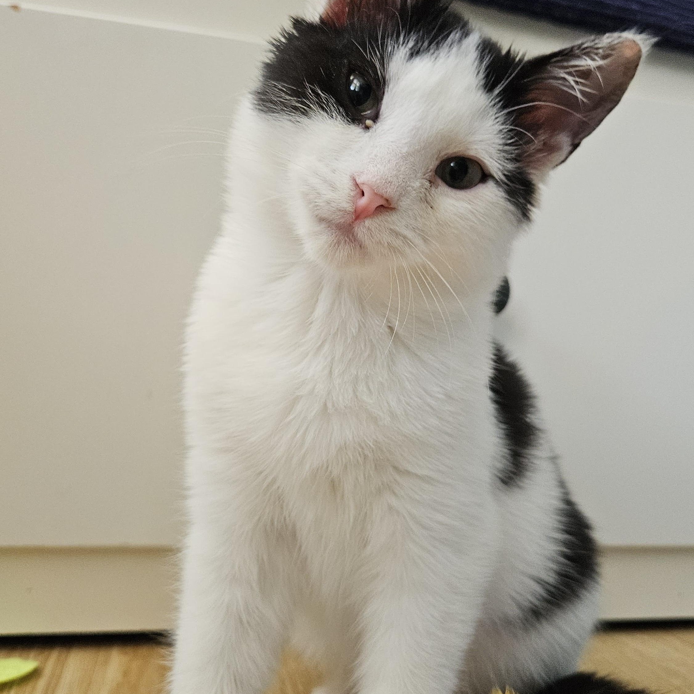 Enlarge Jasper, a Adoptable Domestic Short Hair in Wakefield, QC image 2/4