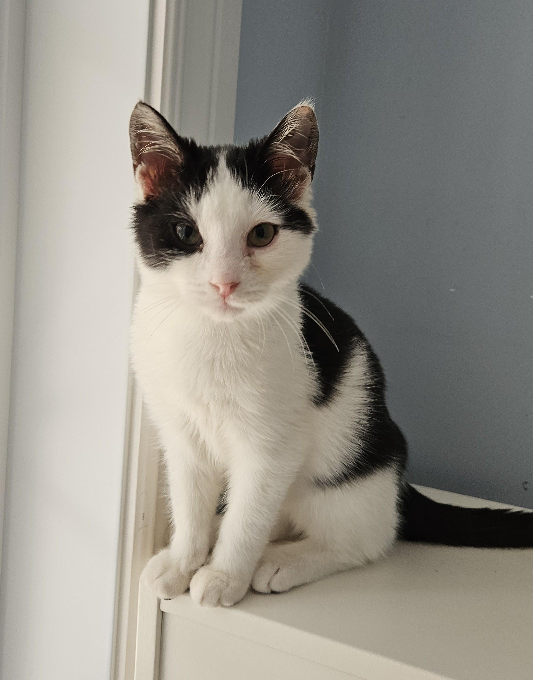 Enlarge Jasper, a Adoptable Domestic Short Hair in Wakefield, QC image 1/4