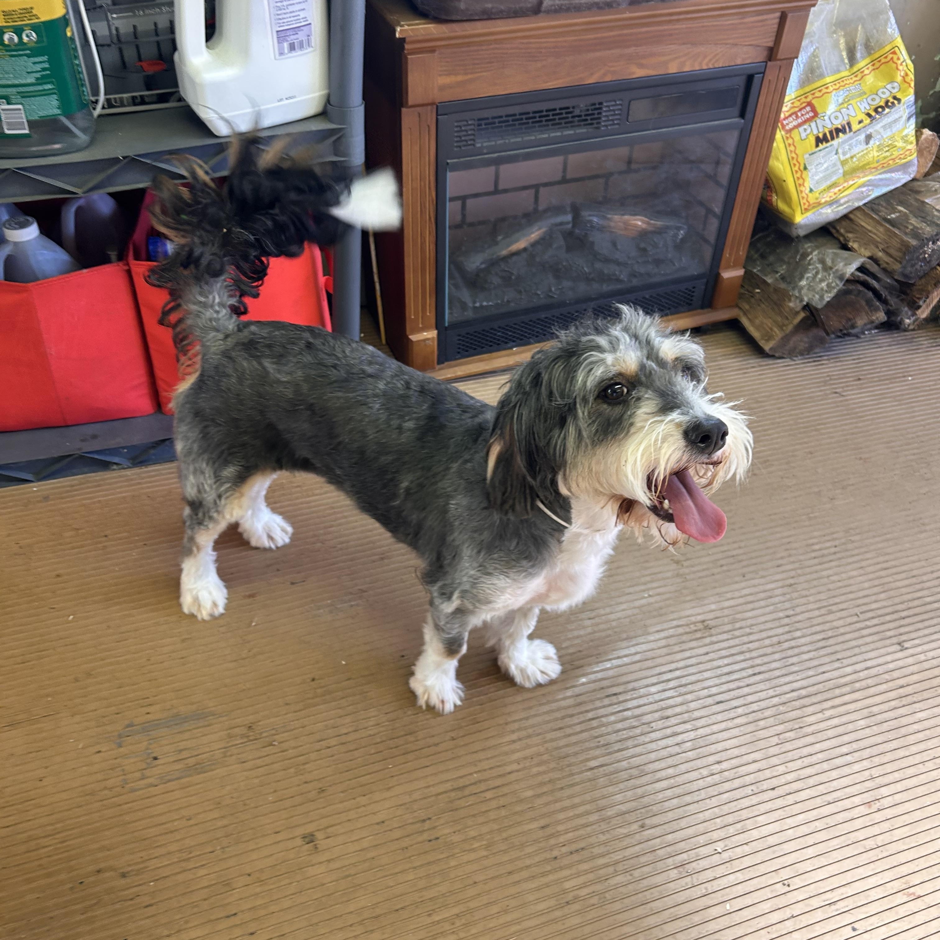 Enlarge GABBY (mini), a Adoptable Bernedoodle in Elyria, OH image 2/5