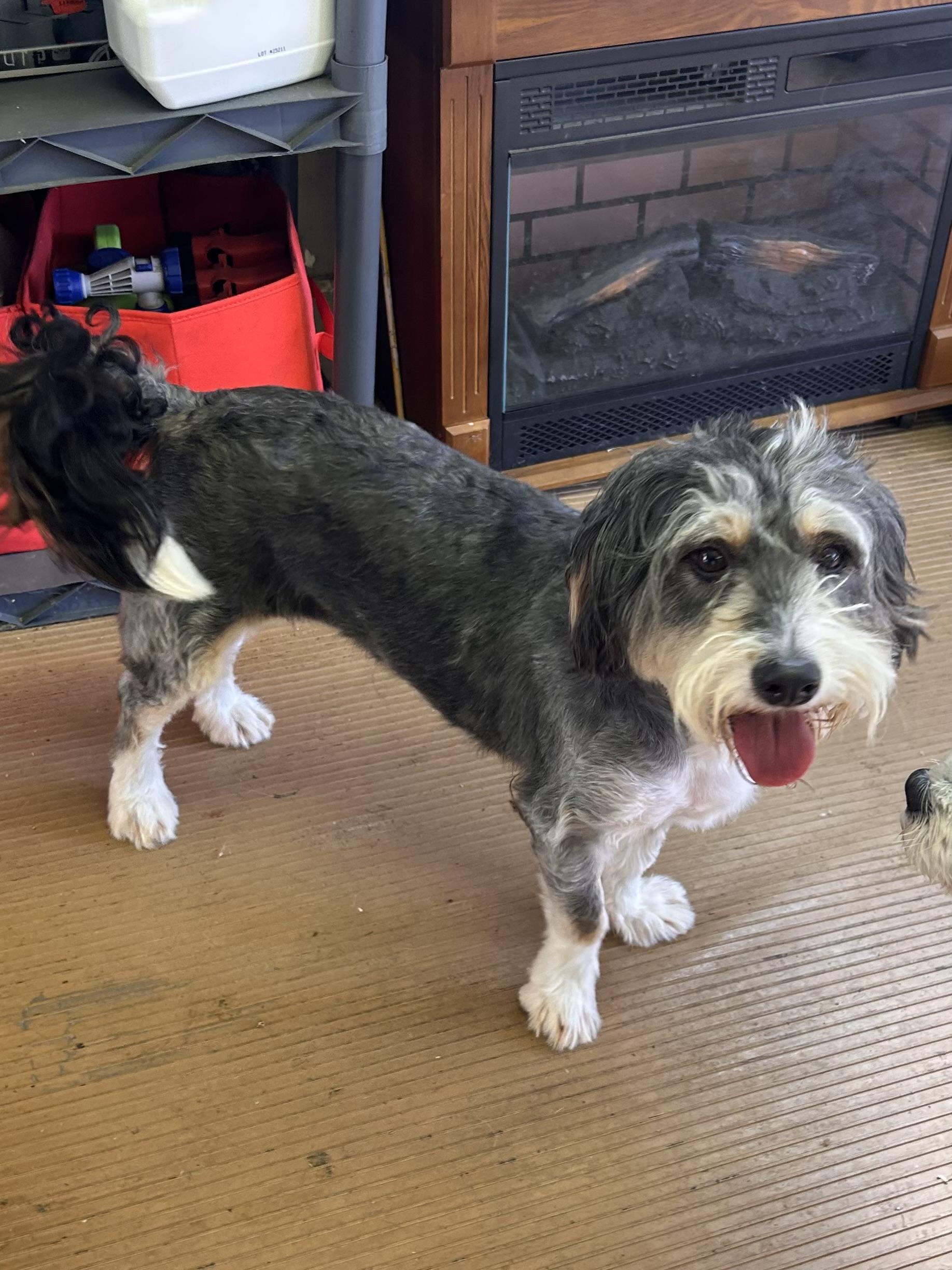 Enlarge GABBY (mini), a Adoptable Bernedoodle in Elyria, OH image 1/5