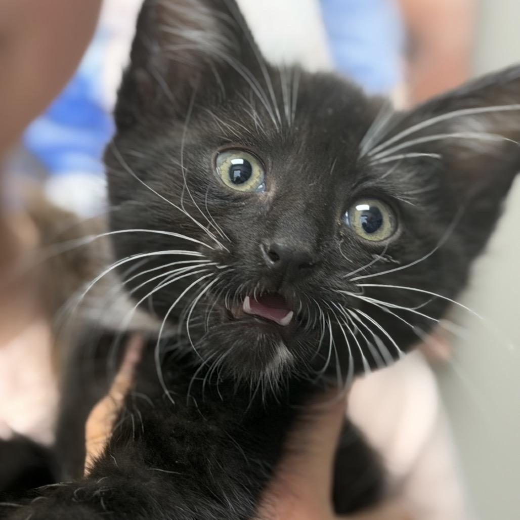 Tubby, Adoptable, Kitten Male Domestic Short Hair.