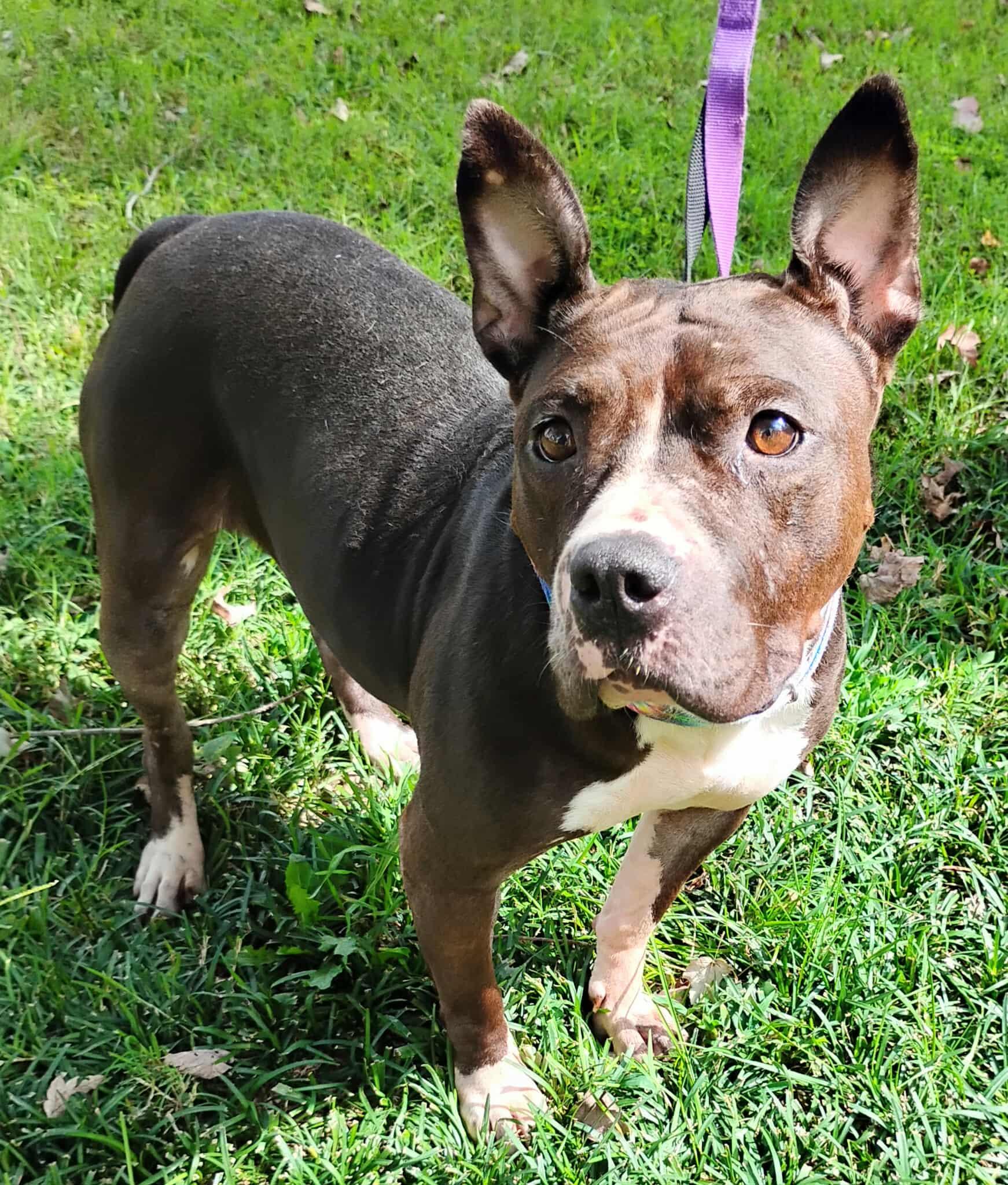 MIsty — thumbnail 4