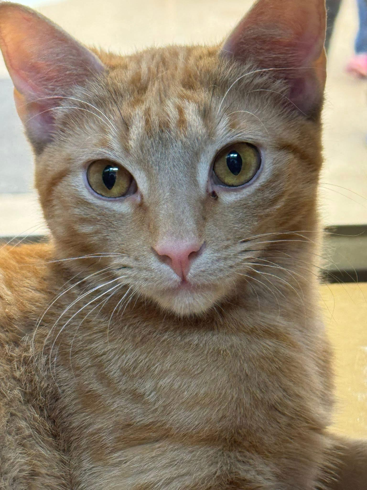 Tang, Adoptable, Young Male Domestic Short Hair.