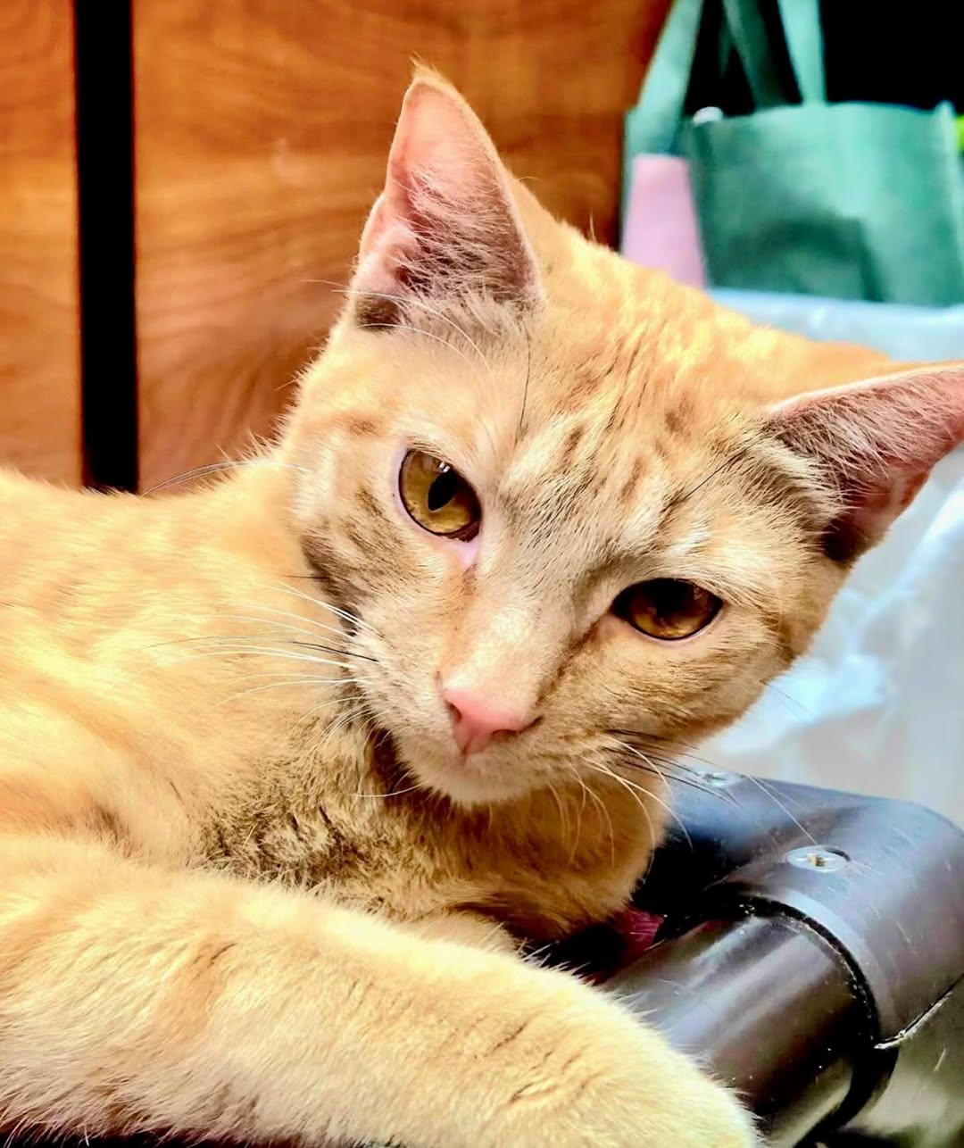 Enlarge Tang, a Adoptable Domestic Short Hair in Fishkill, NY image 2/3