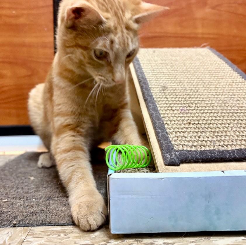 Enlarge Tang, a Adoptable Domestic Short Hair in Fishkill, NY image 3/3