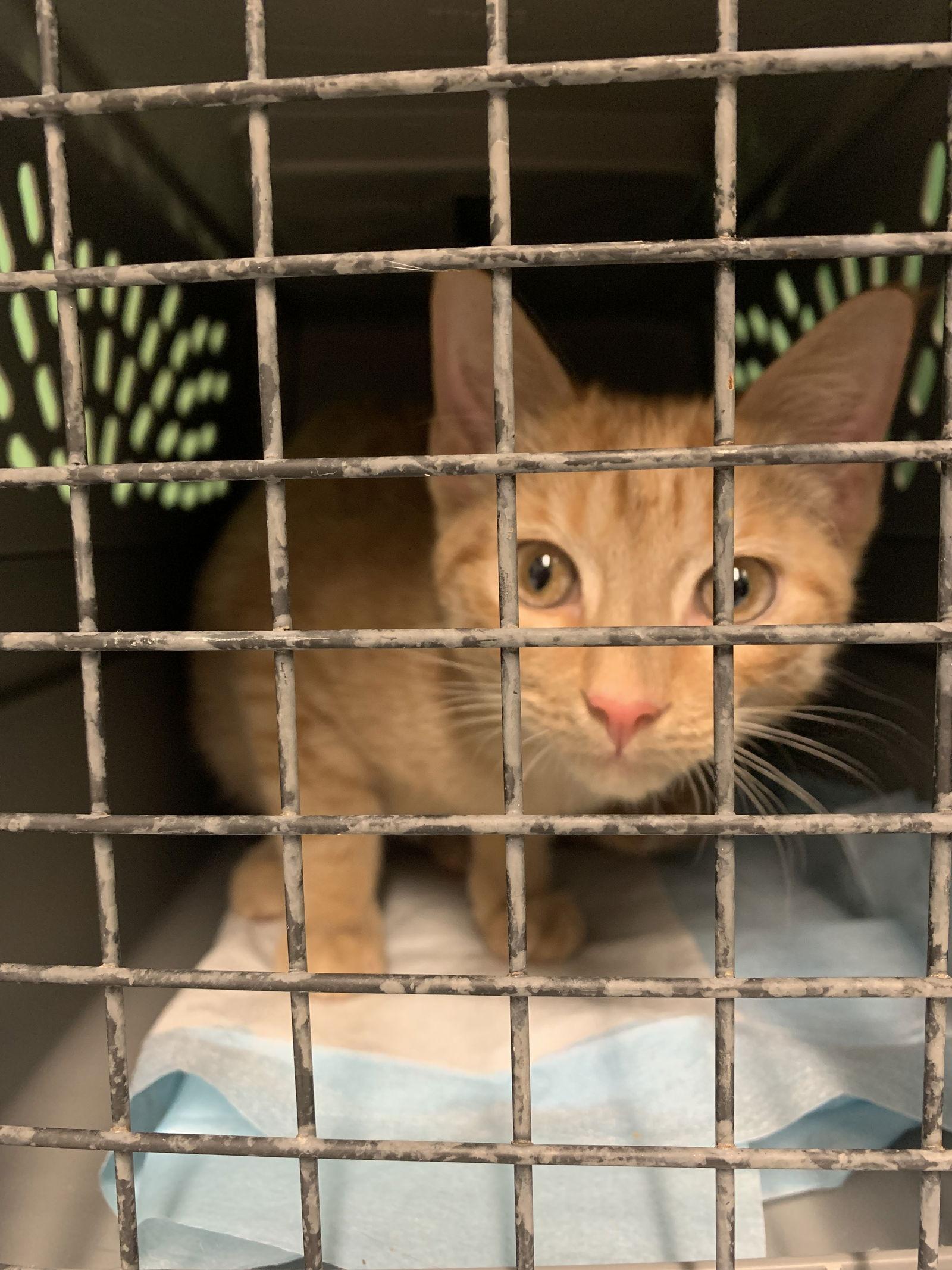 Tang, Adoptable, Young Male Domestic Short Hair.