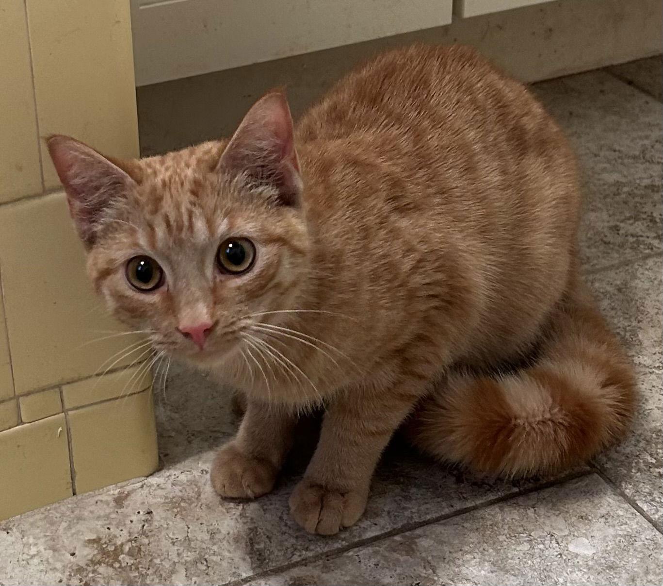 Tang, Adoptable, Young Male Domestic Short Hair.