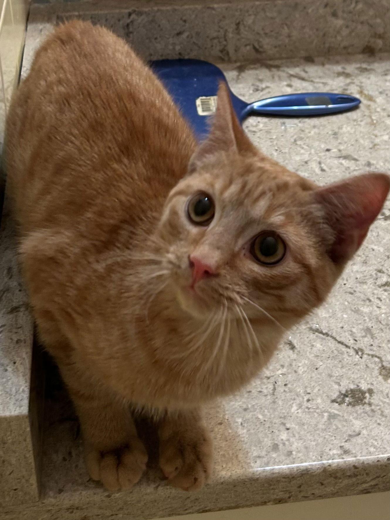 Enlarge Tang, a Adoptable Domestic Short Hair in Fishkill, NY image 2/2