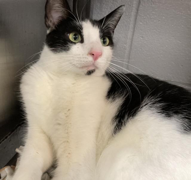 Omar, an adoptable Domestic Short Hair Mix in Huntington, NY_image-1