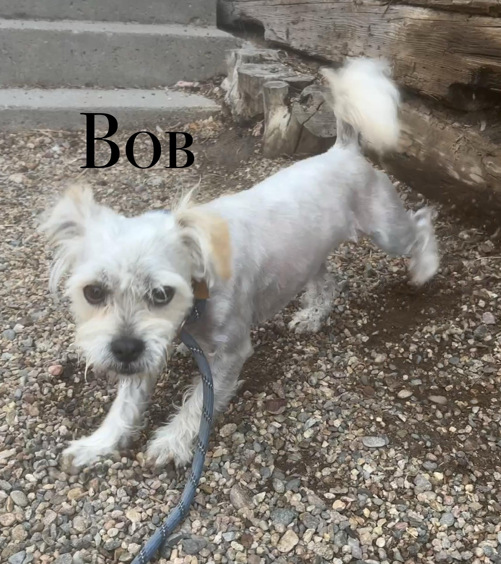 Bob, adopted, Adult Male Maltese.