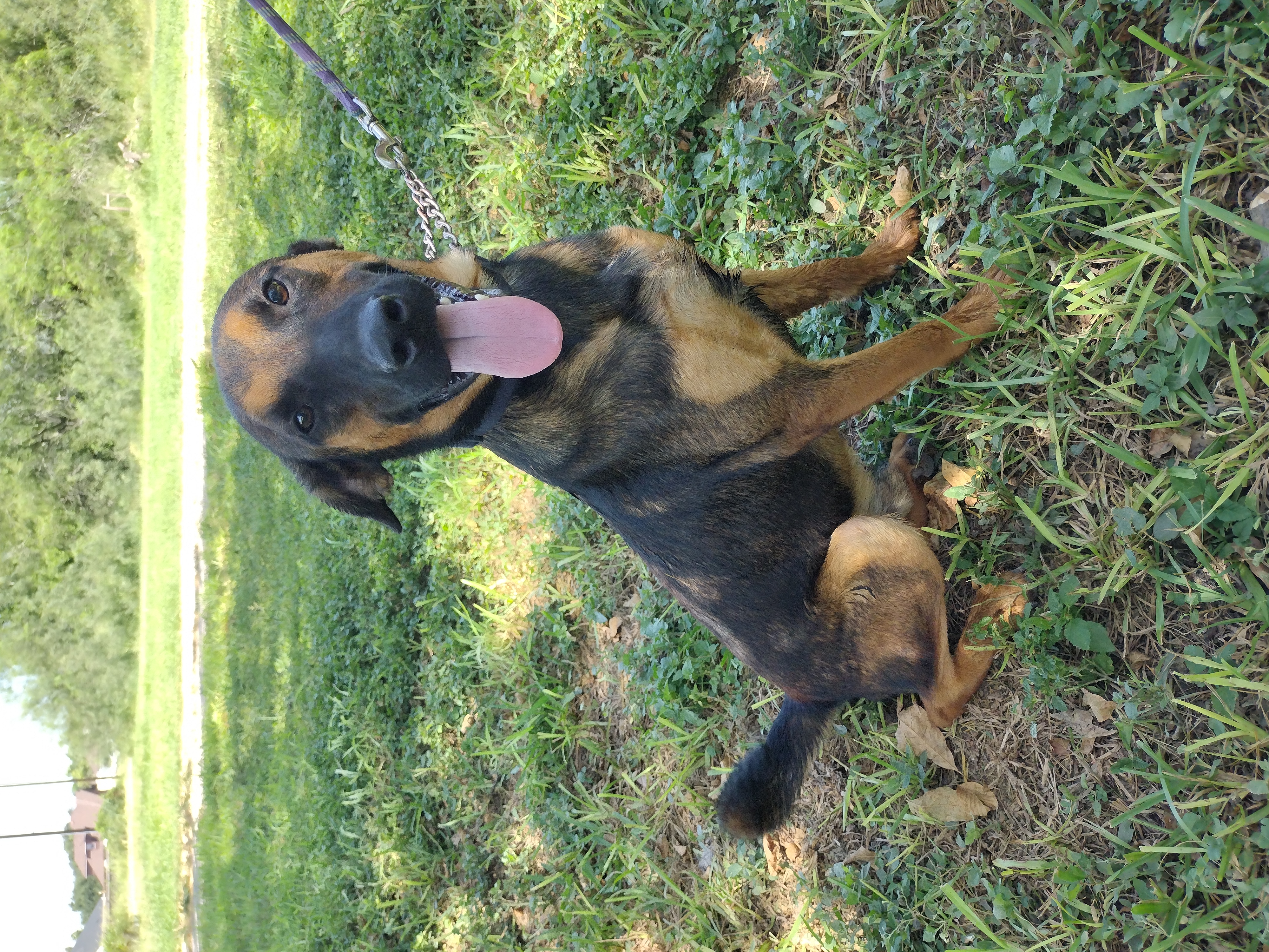 Enlarge Rascal, a Adoptable mixed breed in Donna, TX image 1/5