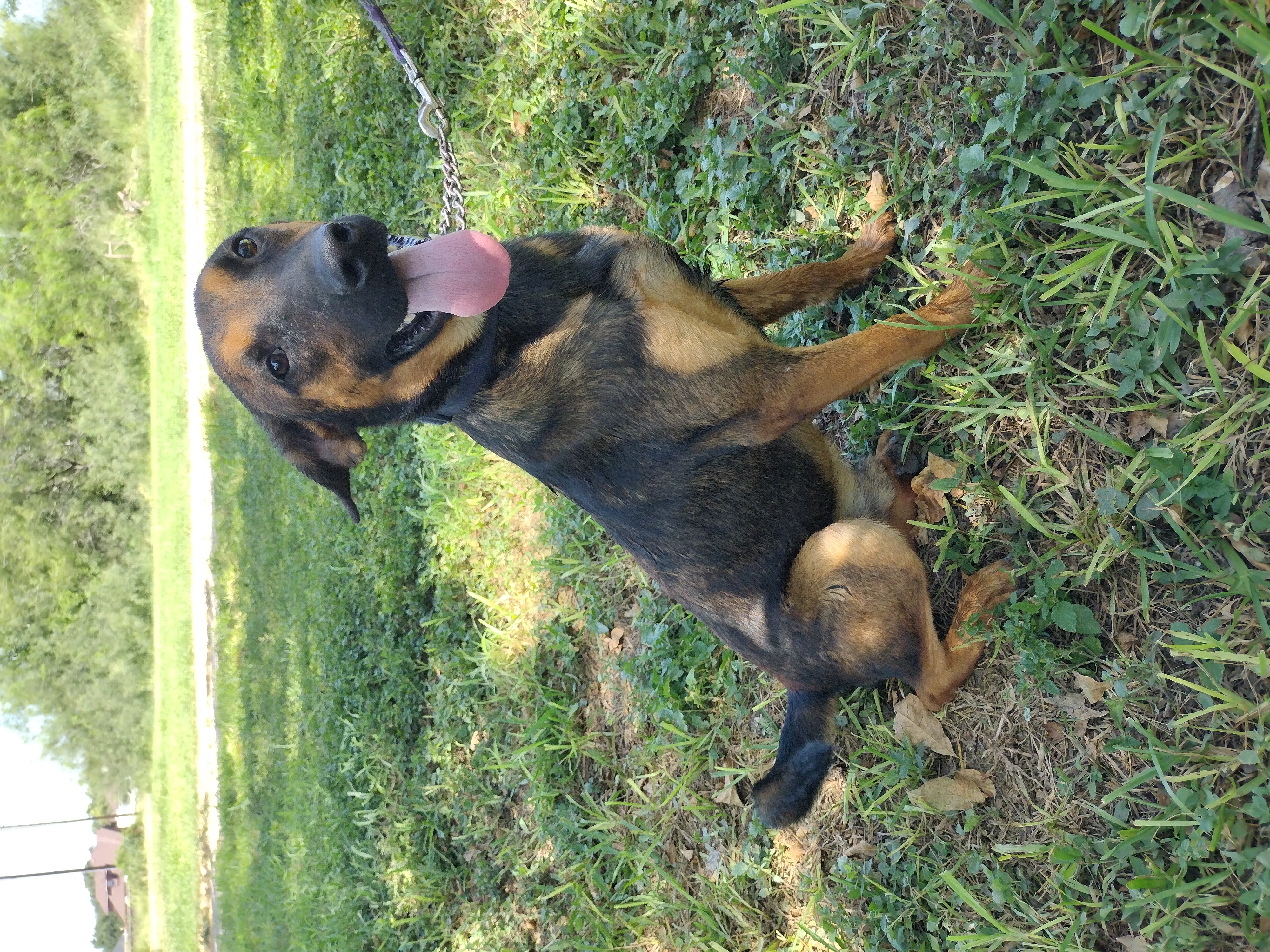 Enlarge Rascal, a Adoptable mixed breed in Donna, TX image 2/5