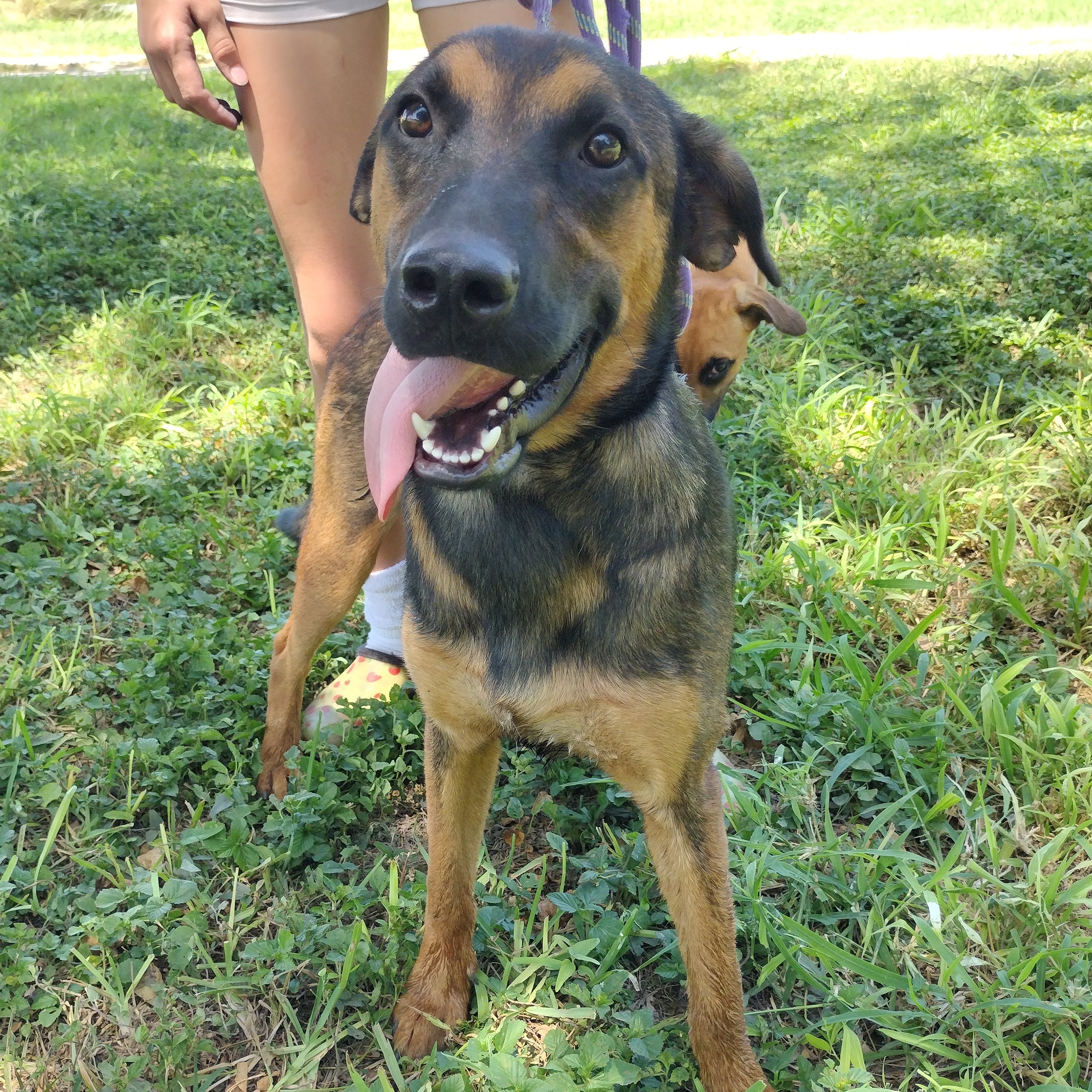 Enlarge Rascal, a Adoptable mixed breed in Donna, TX image 3/5