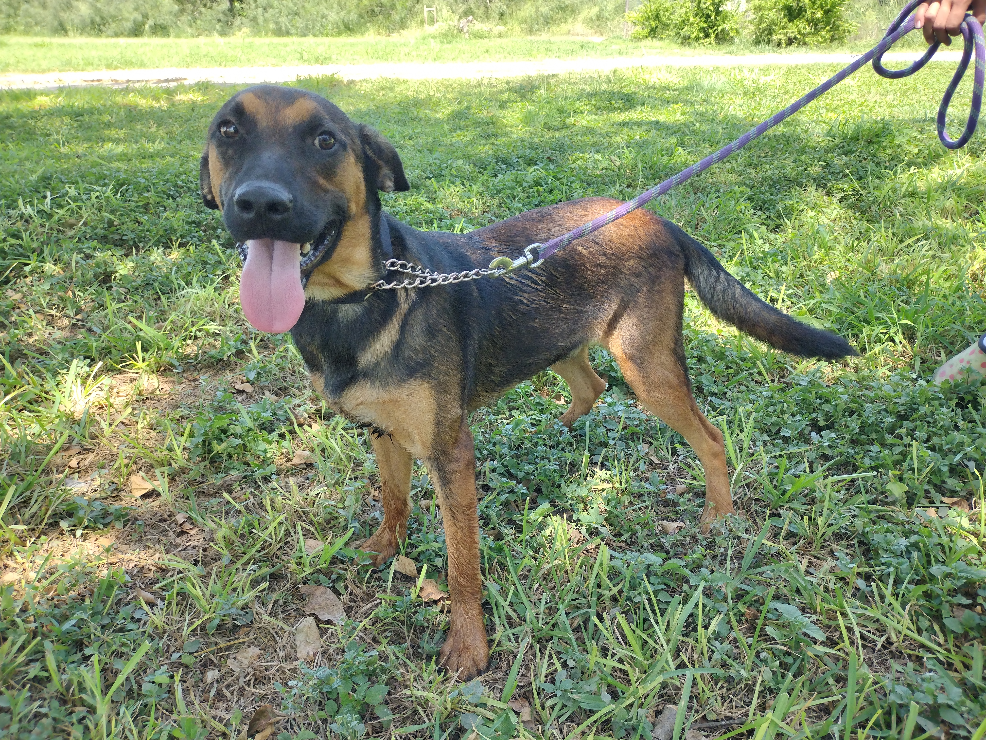 Enlarge Rascal, a Adoptable mixed breed in Donna, TX image 4/5